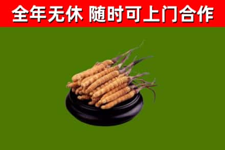 无极回收冬虫夏草
